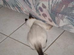 more kittens